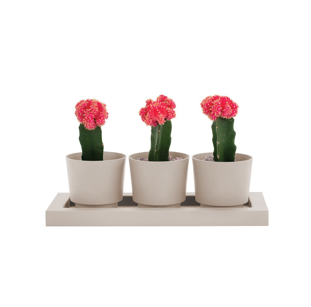 Bloem TRF1483 Trio Flight Planter, Resin, 4 in