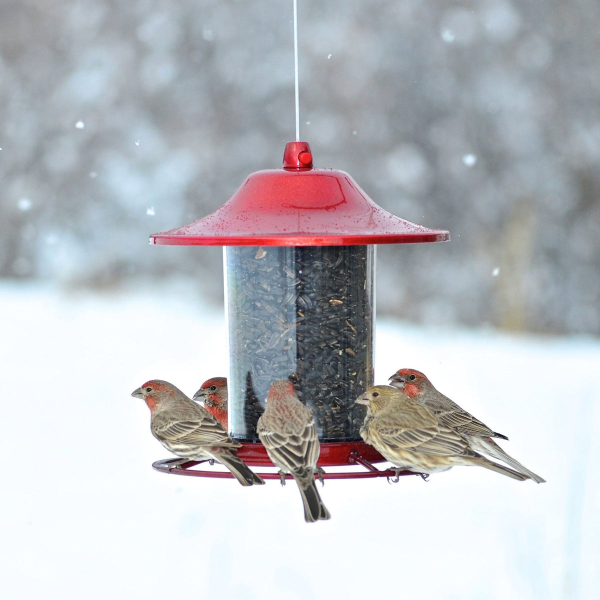 Perky-Pet 312R Red Sparkle Panorama Bird Feeder, 2 lbs Capacity